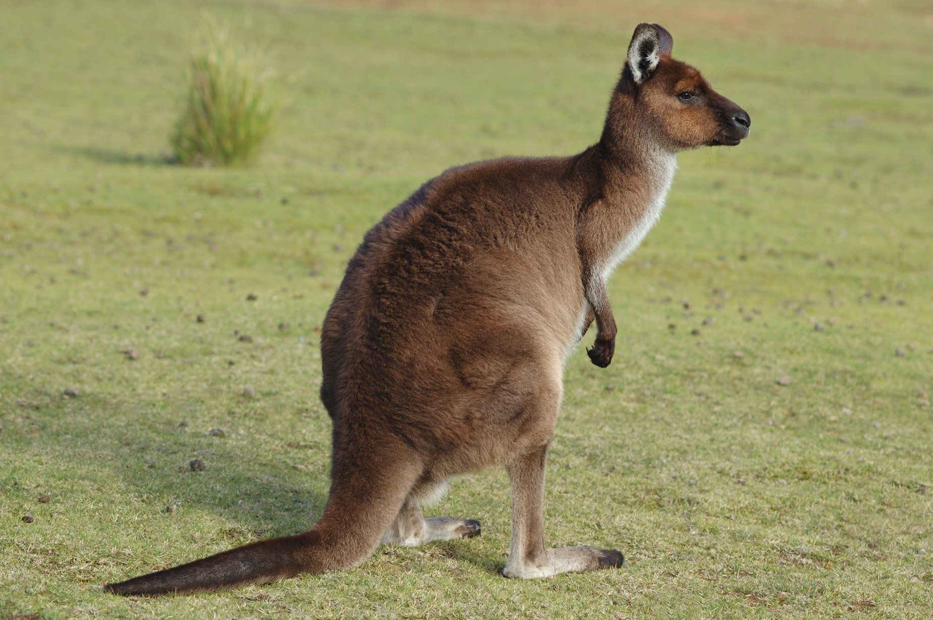Sydney Zoo November Public Day Tour November 2022 Image -636ff9d3bfe4d